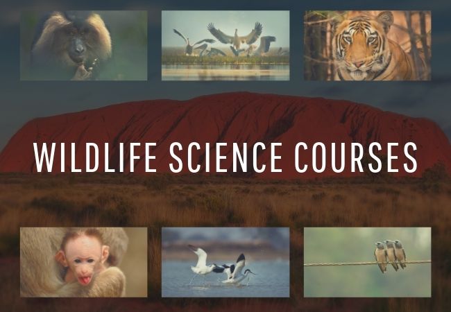 Top Universities to study Wildlife Science Courses in Australia - Excel  Education | Study in Australia, Malaysia, the UK & Canada